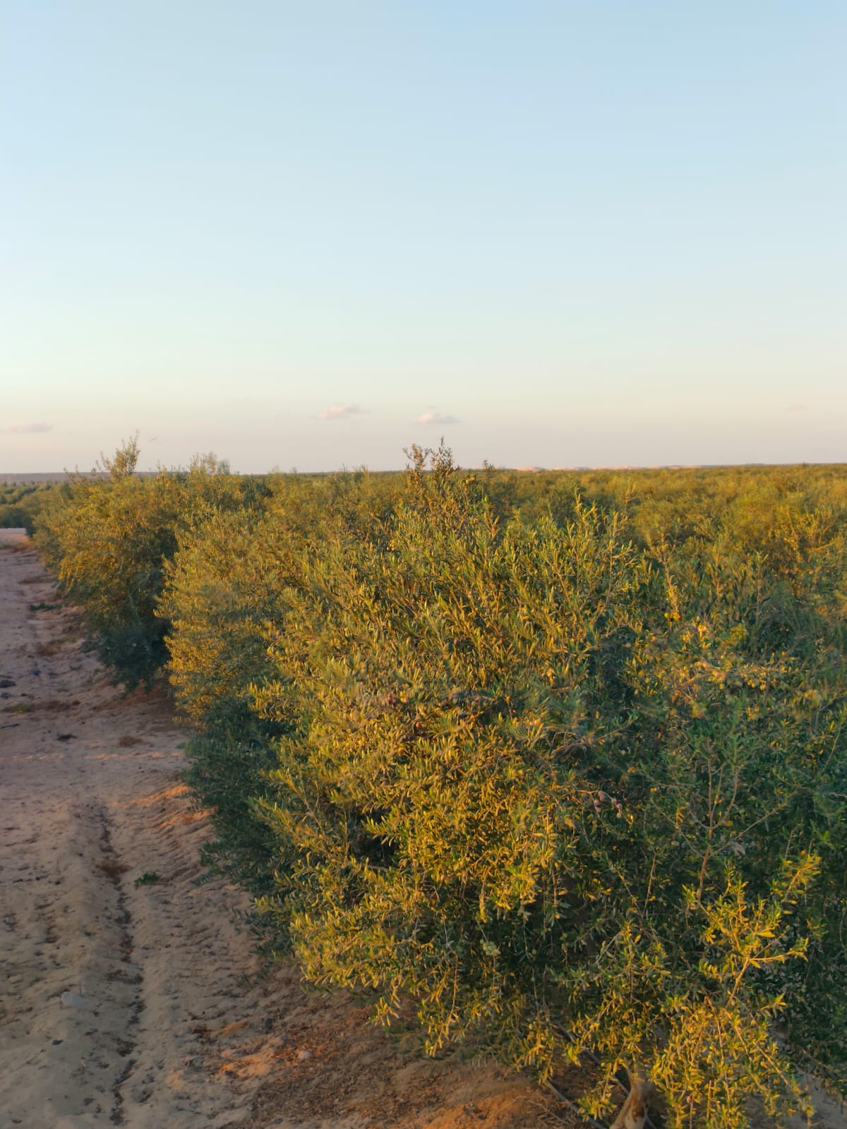 الشركة العالمية للاستثمار والتوكيلات التجارية (أكيكا)